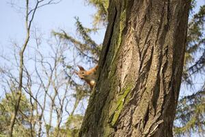 Funny red squirrel on trunck of tree. photo