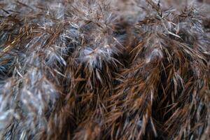 Bulrush plant on textured background. Nature texture. photo