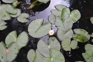 Water lily in the pond, close up. White lotus. photo