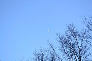 Blue sky with white moon. Evening sky. Branches of trees photo