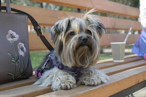 Adorable yorkshire terrier laying on a brown bench. photo