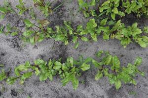 Beetroot red growing in the garden. photo