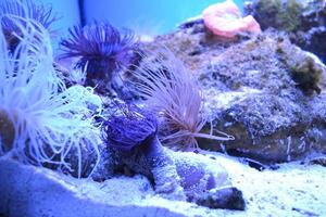 Seaweed and coral. Underwater life. photo