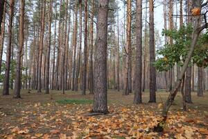 conífero bosque con joven roble arboles a otoño. foto