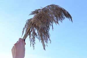 The bulrush in the woman's hand. photo