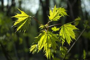 A young green leaves of maple. photo