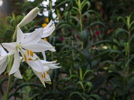 White lily in the garden, macro shot. photo