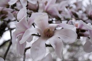 el florecer de Rosa magnolia macro. magnolia floreciente. foto