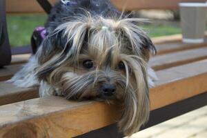 Adorable yorkshire terrier laying on a brown bench. photo