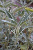 Salvia officinalis bush, close up. Leaves of salvia. Natural background. photo