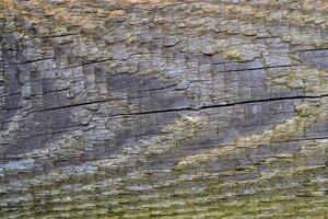 Old wooden background. photo