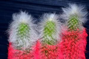 Pink cactus on the dark background. Bright cactus. Abstract background. photo