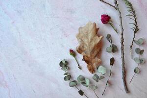 Herbarium of eucalyptus, oak leaves and roses on the pink concrete background. photo