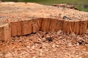 Wooden texture with sawdust. Saw mill photo