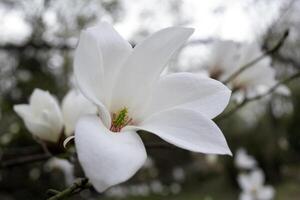 el florecer de blanco magnolia. foto