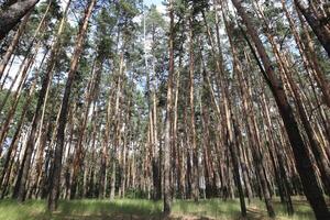 Pine trees in the forest. Forest landscape. photo