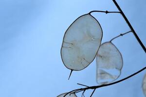 Plant in winter garden. Natural pattern. photo