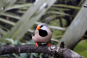 vistoso tropical loro sentado en el rama. foto