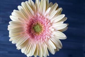 Beige gerbera with a touch of pink on a dark blue background macro shot. Flower background. photo