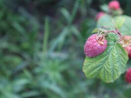 Red raspberries growing on the bush. photo