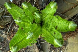 Green bushes of fern close up. Green natural background. photo