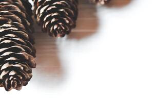 The fir cone close up. Natural texture. photo