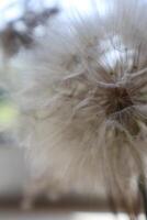 Giant dandelion, macro photography. Natural beige background. photo