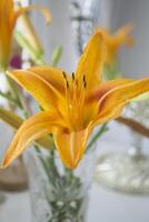 The orange lily near mirror. Flowers and mirror reflection. photo