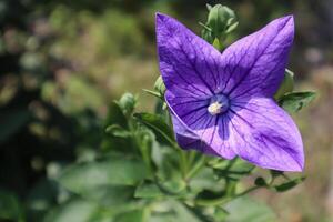 Japanese bluebell in bloom, close up. photo