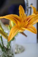 The orange lily near mirror. Flowers and mirror reflection. photo