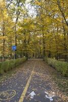 Autumn park. Yellow foliage. Beautiful and peaceful place. Autumn landscape. photo