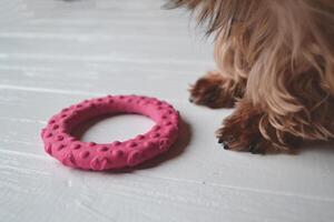 The toy near the paws of yorkshire terrier. photo