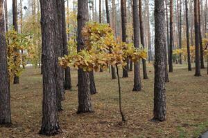 Coniferous forest with young oak trees at autumn. photo