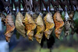 Cocoons of tropical butterfly.Tropical wildlife. Beauty of nature. Macro nature. photo