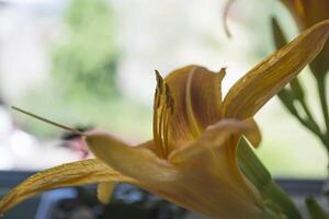 The orange blooming lily close up, near window. photo