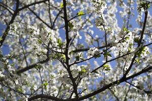 Blooming tree at spring. photo