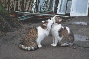 Cute cats in love. Street cats. Funny cats in the street. Cats are kissing. photo