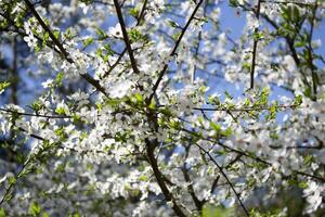 Blossom trees at spring close up. Seasonal blooming of trees. photo