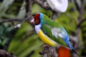 vistoso tropical loro sentado en el rama. foto