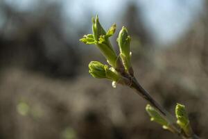 Beautiful spring buds. Seasonal blooming macro. photo