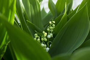 Lily of the valley close up photo