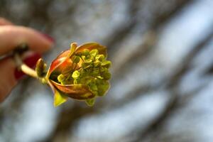 Beautiful spring buds. Seasonal blooming macro. photo