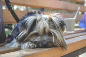 Adorable yorkshire terrier laying on a brown bench. photo