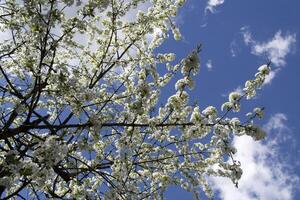 Blossom trees at spring close up. Seasonal blooming of trees. photo