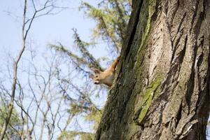 Funny red squirrel on trunck of tree. photo