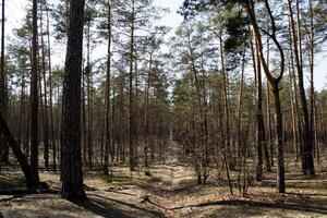 paisaje de bosque de primavera. foto