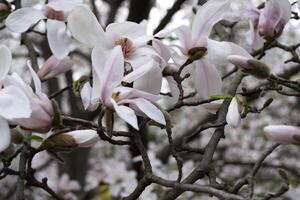 The blossom of rose magnolia macro. Magnolia blooming. photo