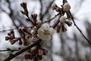 el sakura es floreciente. primavera florecer de Cereza árbol. foto