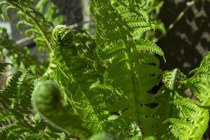 Green bushes of fern close up. Green natural background. photo