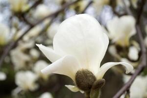 el florecer de blanco magnolia. foto